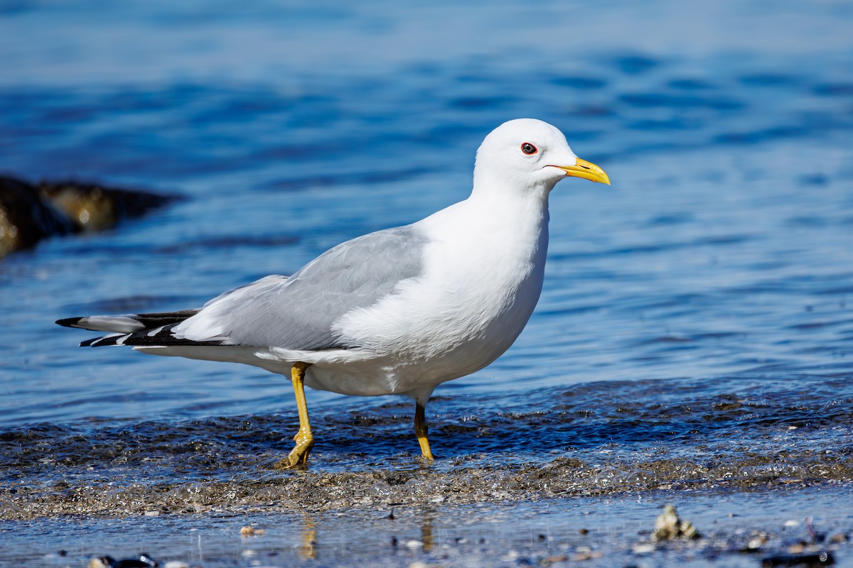 Short-billed Gull - ML619609779