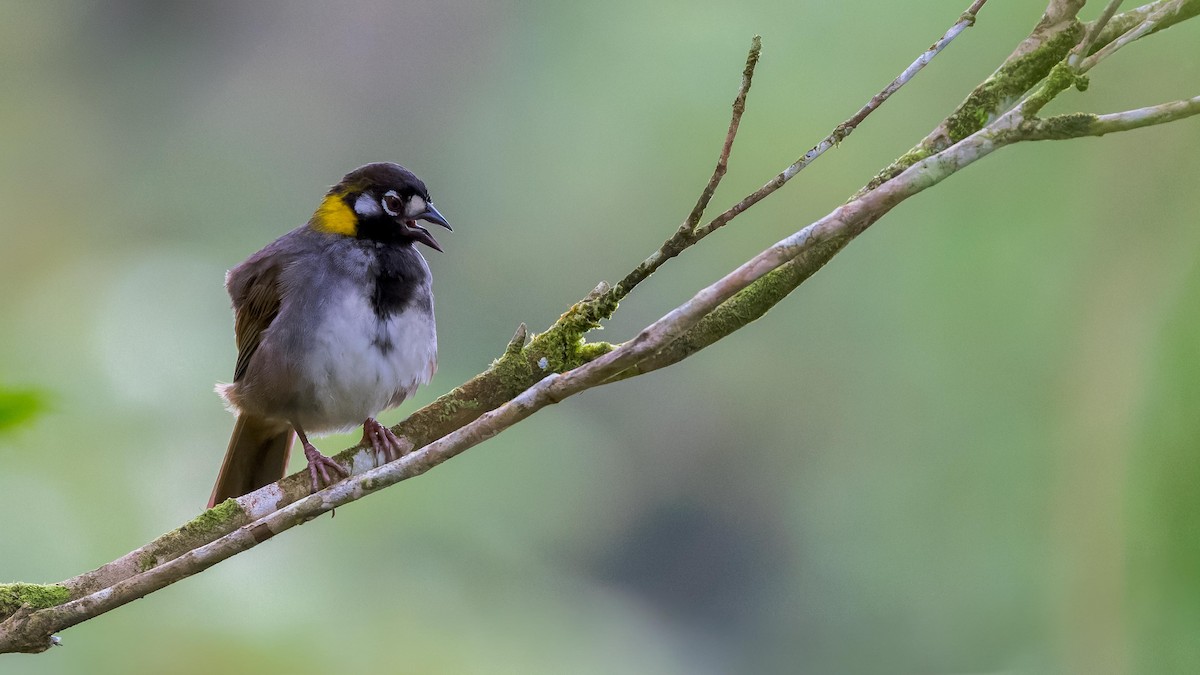 White-eared Ground-Sparrow - John Andersen