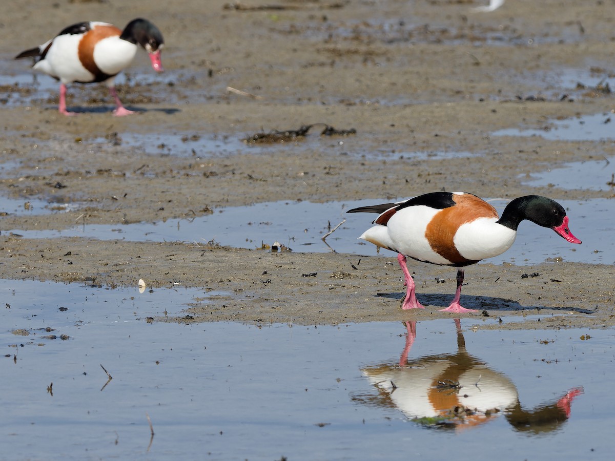 Common Shelduck - Thomas Christensen