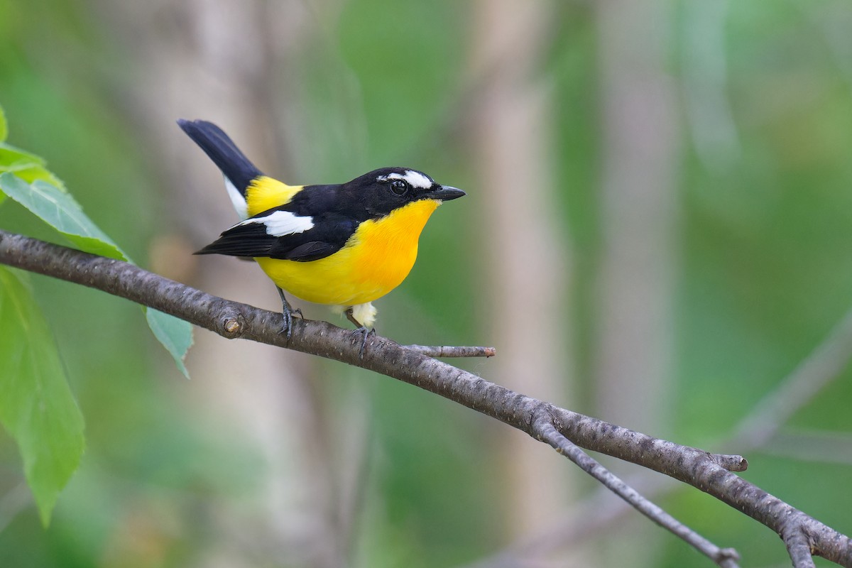 Yellow-rumped Flycatcher - Vincent Wang