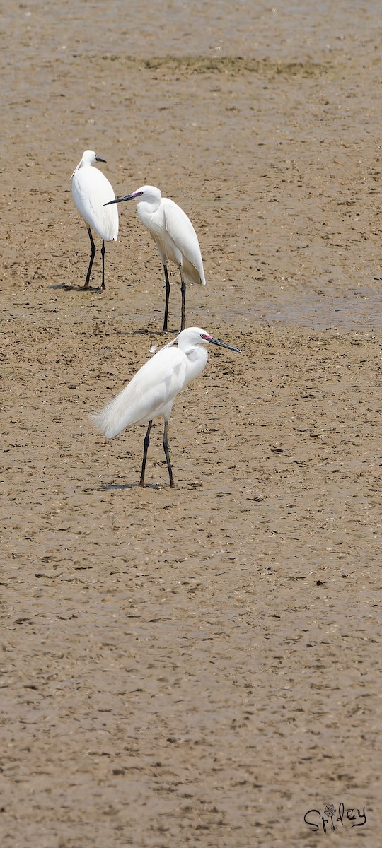 Little Egret - Xingyu Li