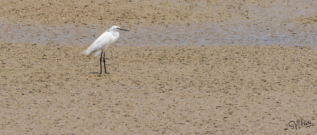 Little Egret - Xingyu Li