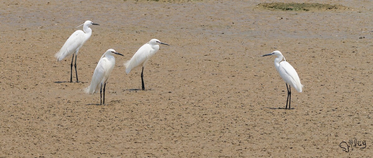 Little Egret - Xingyu Li