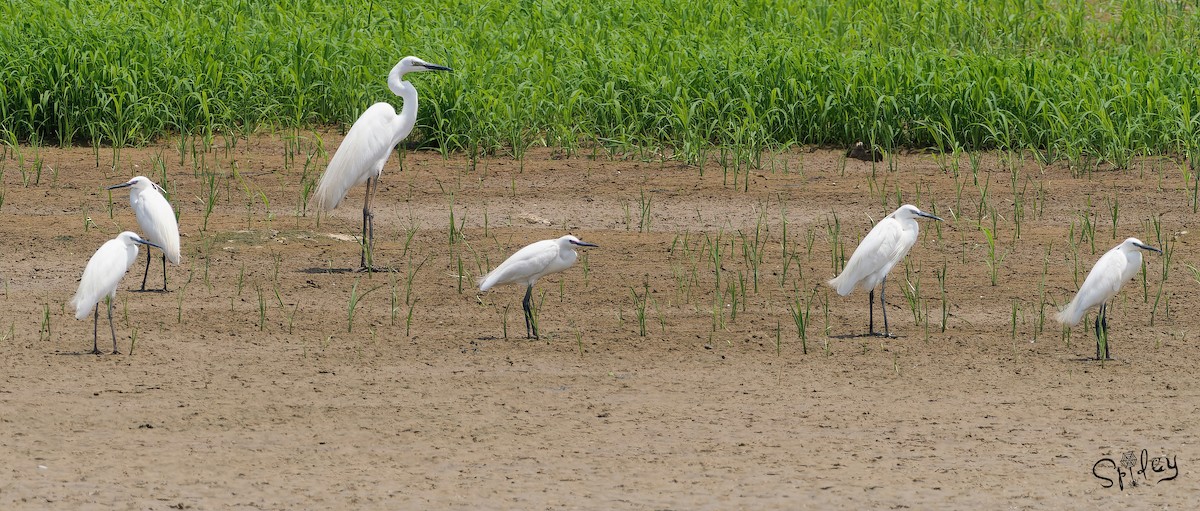 Great Egret - Xingyu Li