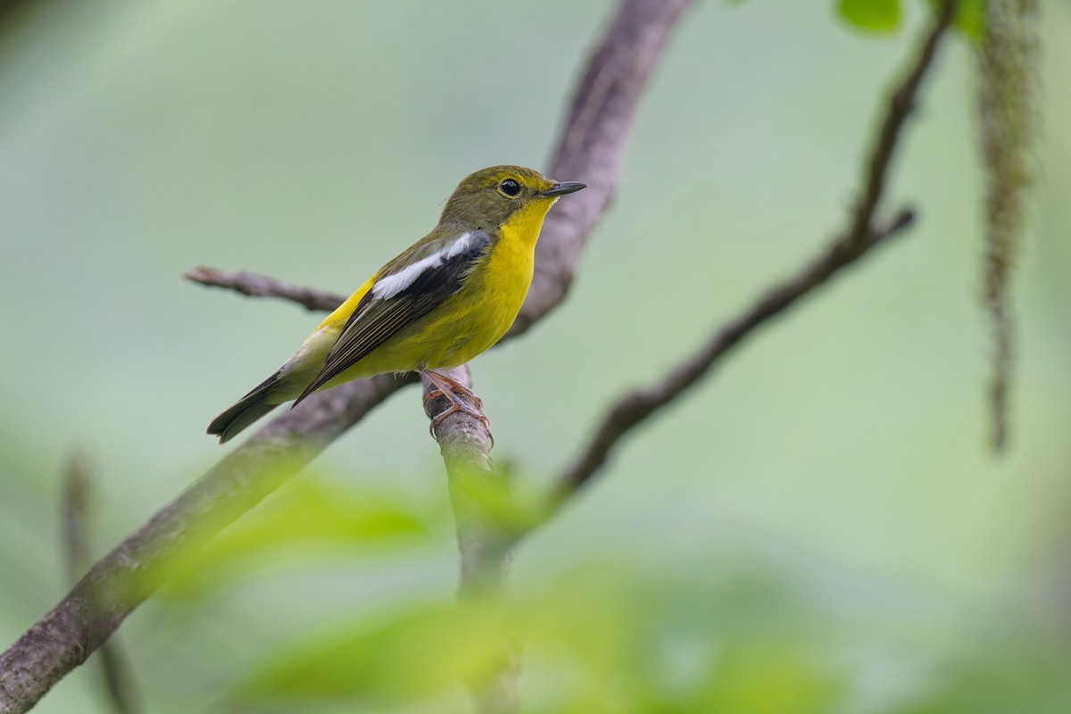 Green-backed Flycatcher - Vincent Wang