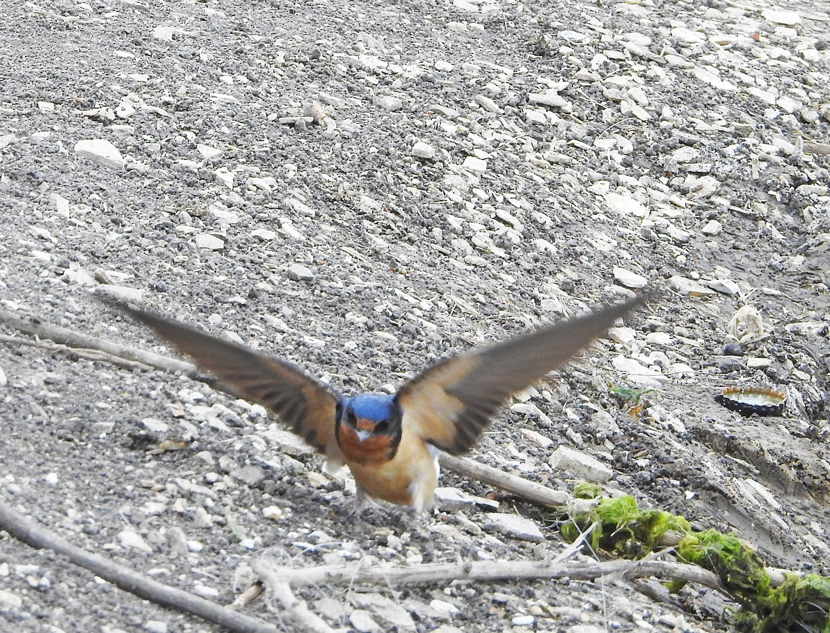 Barn Swallow - Gerrie Karczynski