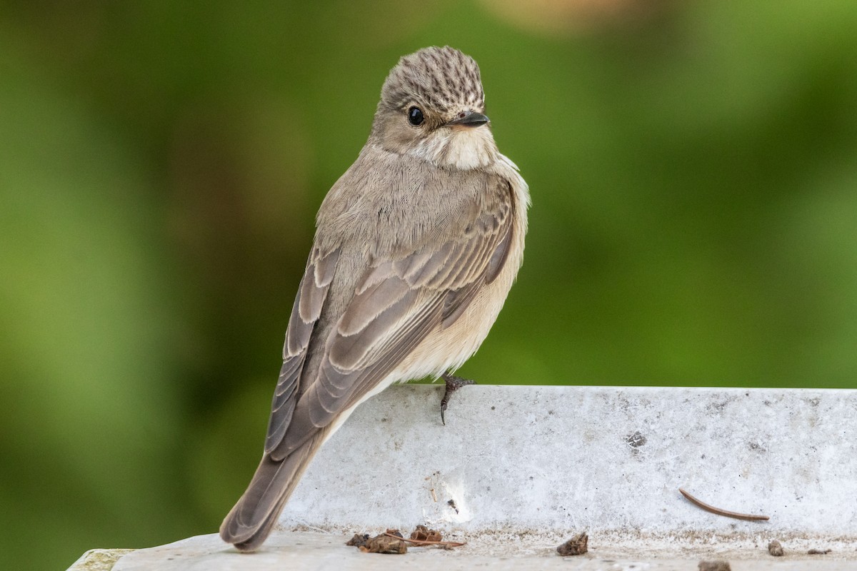 Spotted Flycatcher - Michal Bagala