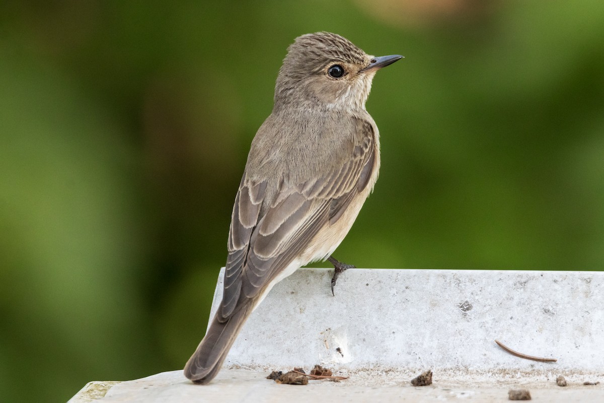 Spotted Flycatcher - Michal Bagala