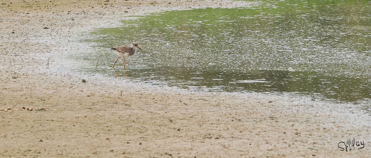 Gray-headed Lapwing - Xingyu Li