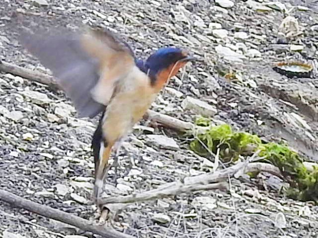 Barn Swallow - Gerrie Karczynski