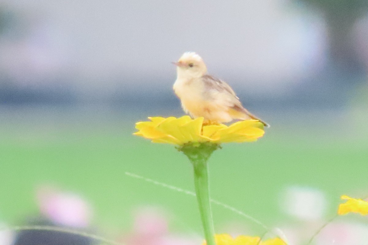 Golden-headed Cisticola - sachi yamami