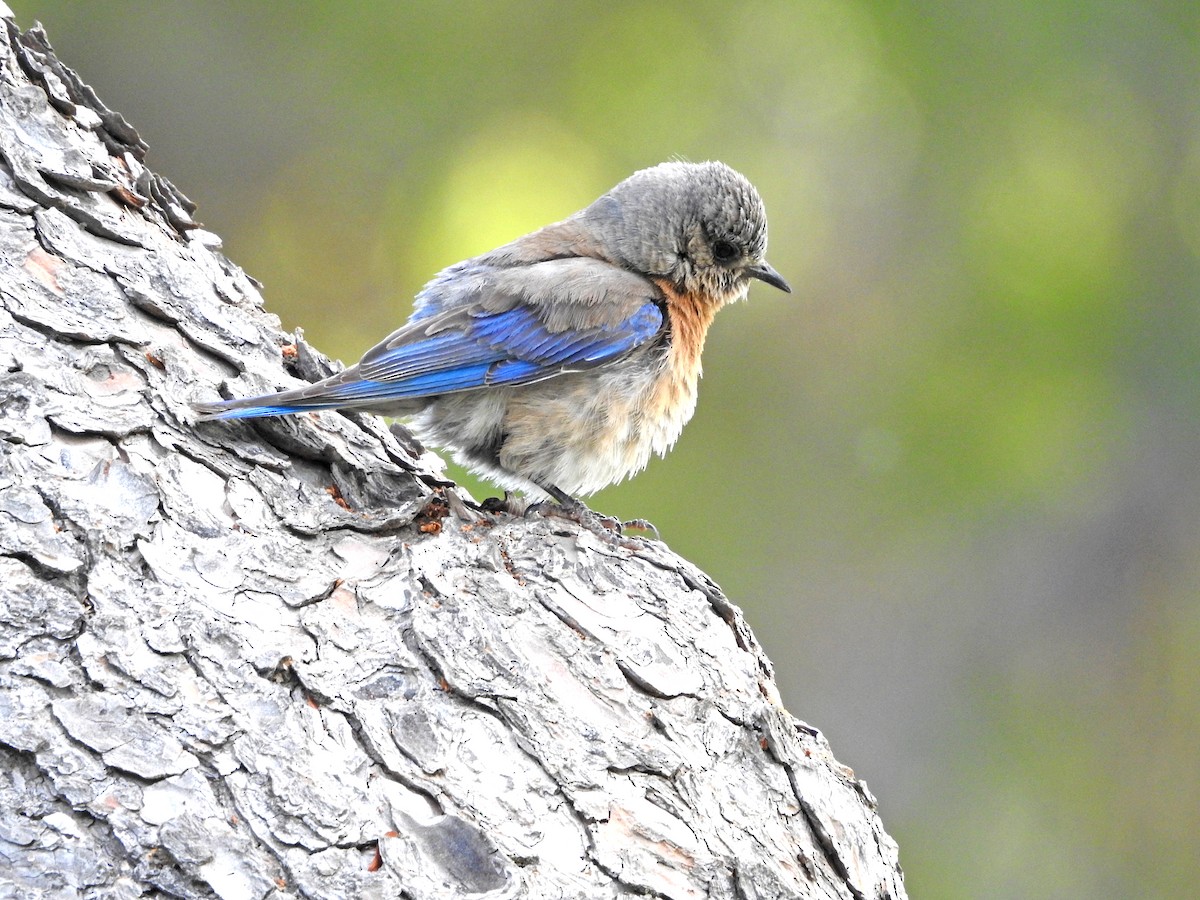 Western Bluebird - Gerrie Karczynski