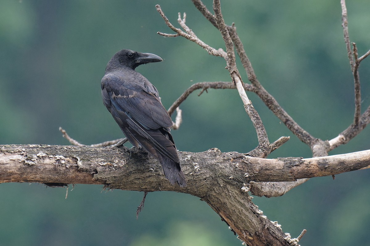 Large-billed Crow (Large-billed) - Vincent Wang