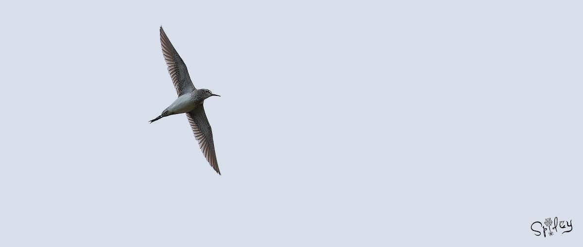 Wood Sandpiper - Xingyu Li