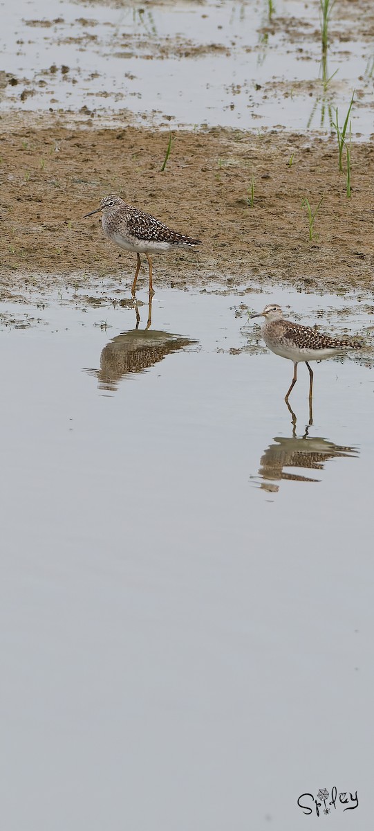 Wood Sandpiper - Xingyu Li