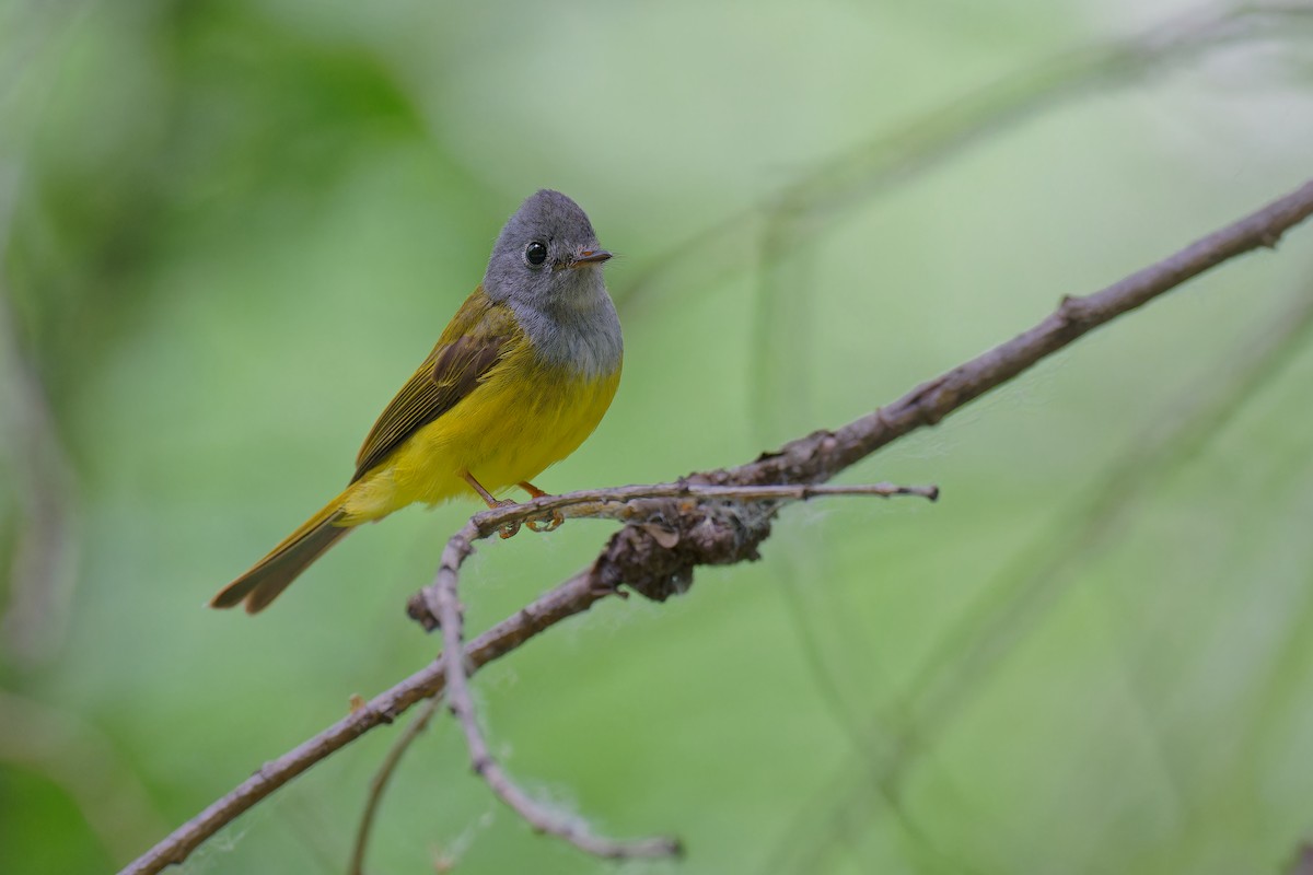 Gray-headed Canary-Flycatcher - ML619609853