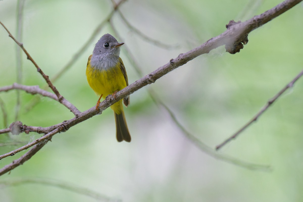 Gray-headed Canary-Flycatcher - ML619609854