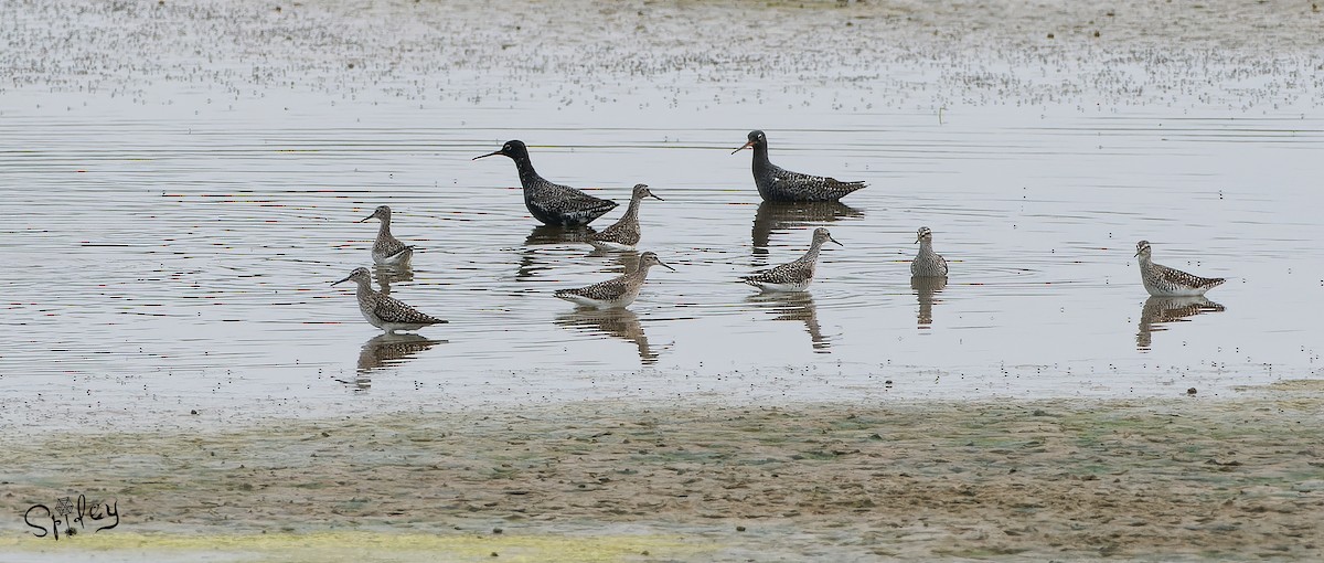 Spotted Redshank - Xingyu Li