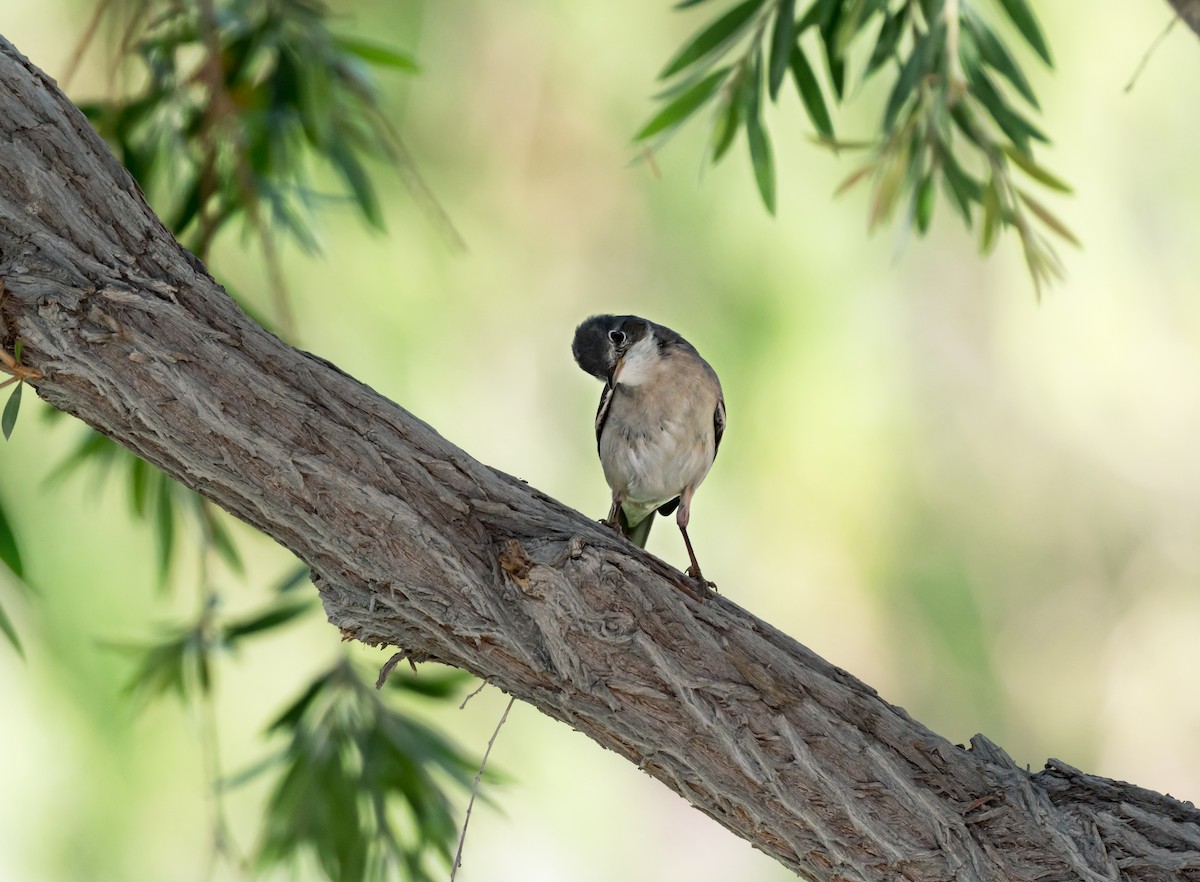 Greater Whitethroat - chandana roy