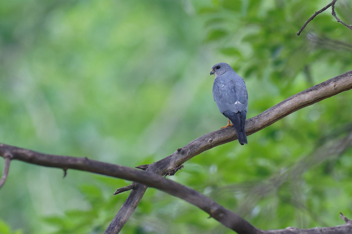 Chinese Sparrowhawk - Vincent Wang