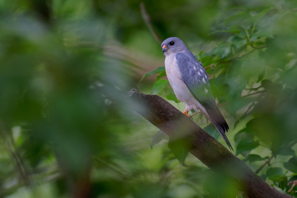 Chinese Sparrowhawk - Vincent Wang