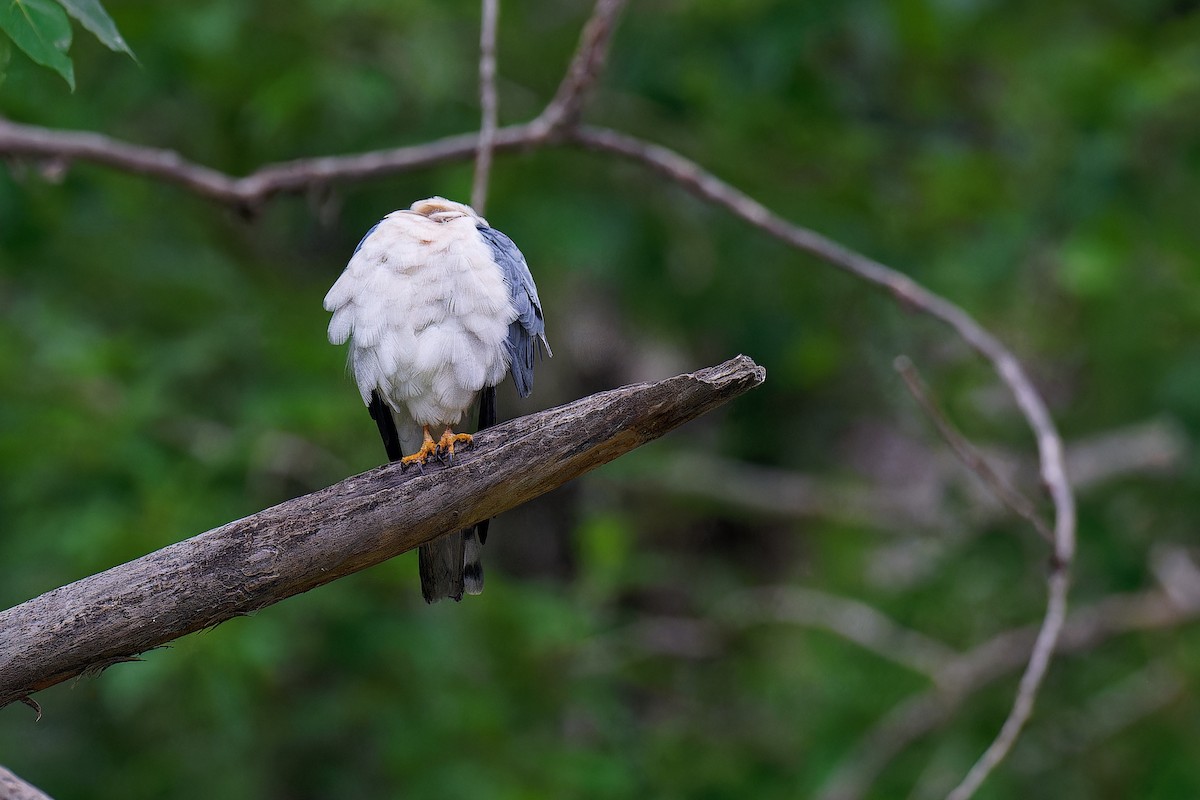 Chinese Sparrowhawk - ML619609877