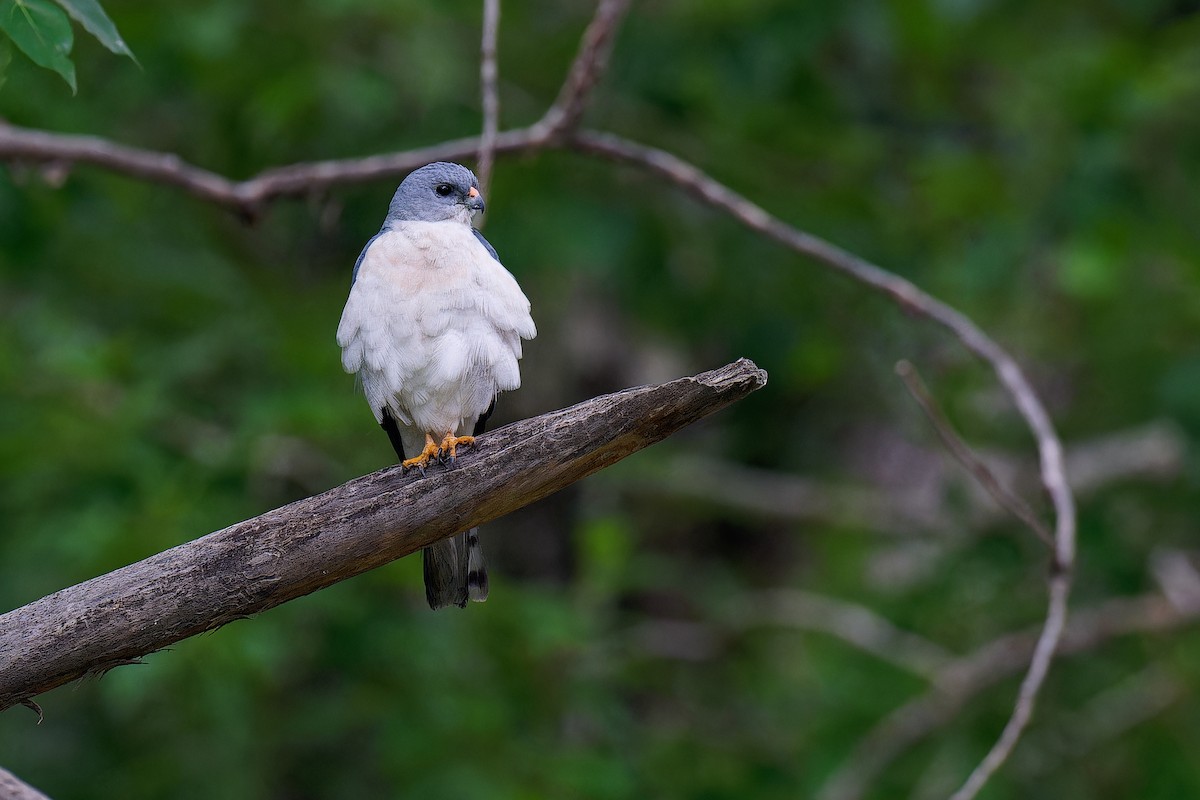 Chinese Sparrowhawk - ML619609878