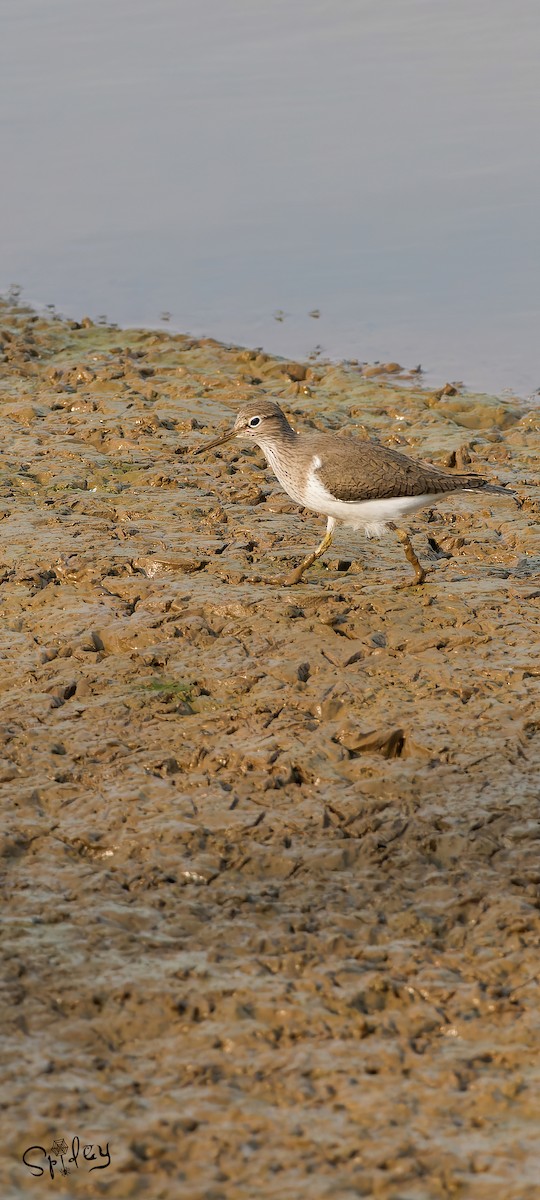 Common Sandpiper - Xingyu Li