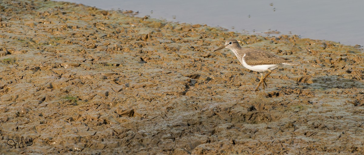 Common Sandpiper - Xingyu Li