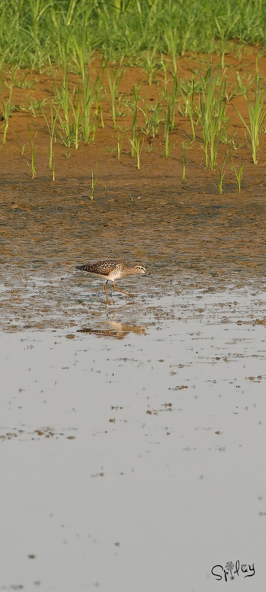 Wood Sandpiper - Xingyu Li