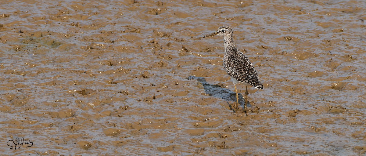 Wood Sandpiper - Xingyu Li