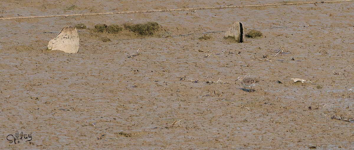 Temminck's Stint - ML619609887