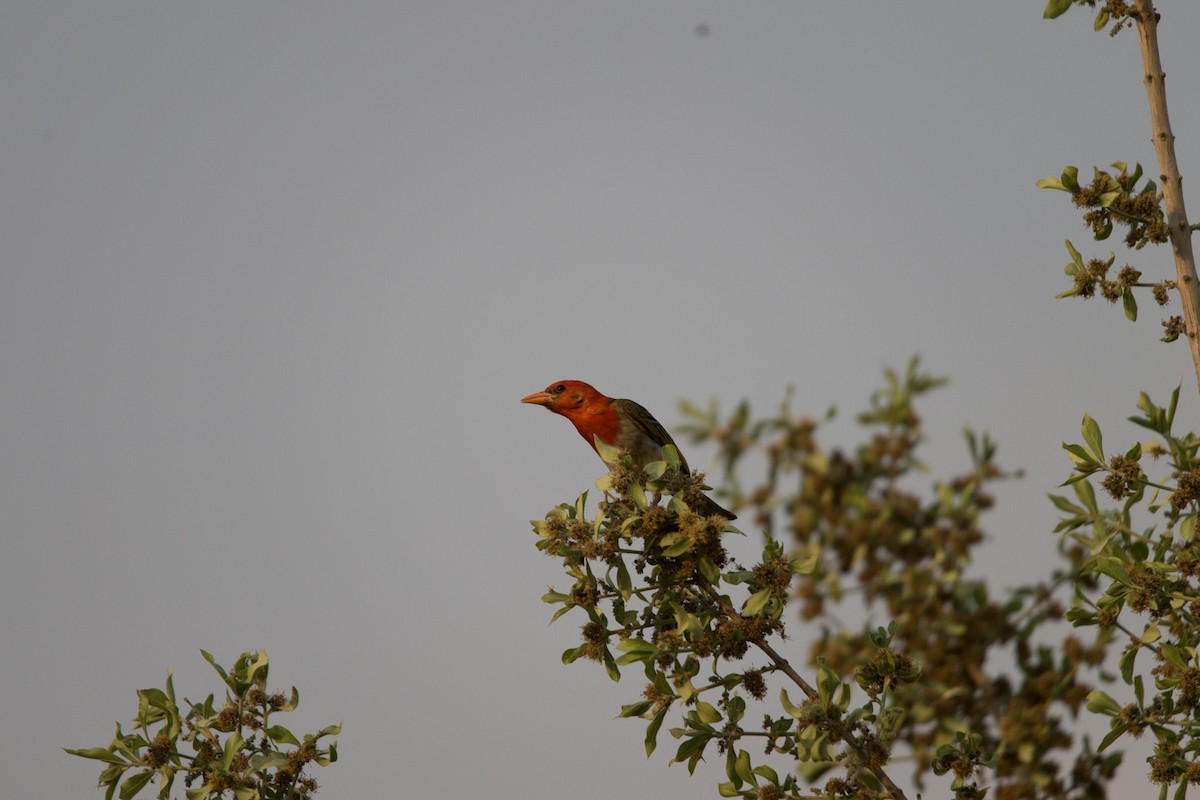 Red-headed Weaver - Christiaen MOUS