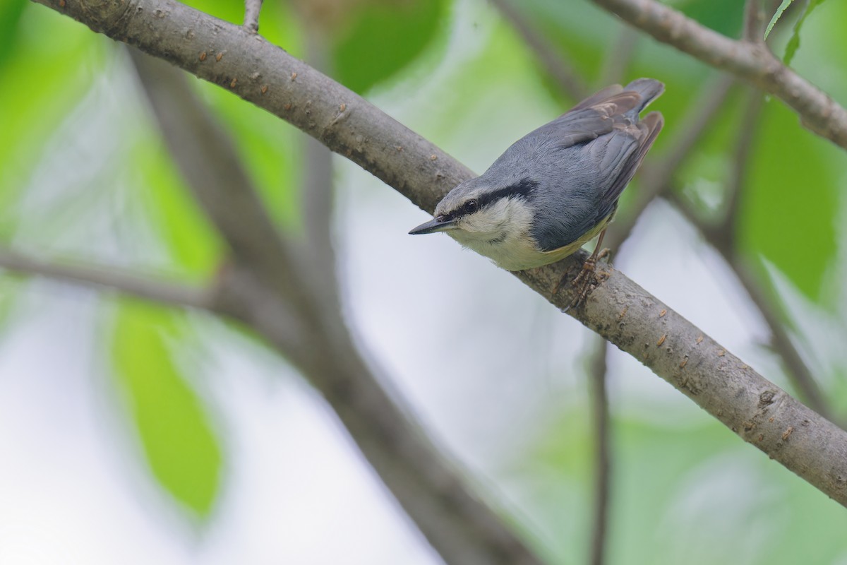 Eurasian Nuthatch (Buff-bellied) - ML619609897