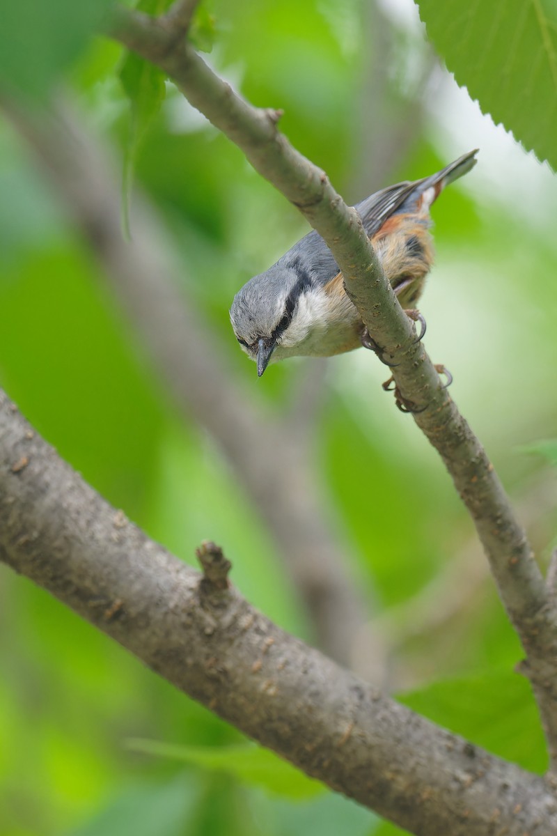 Eurasian Nuthatch (Buff-bellied) - ML619609898