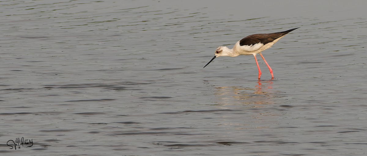 Black-winged Stilt - Xingyu Li