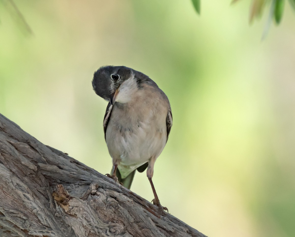 Greater Whitethroat - chandana roy