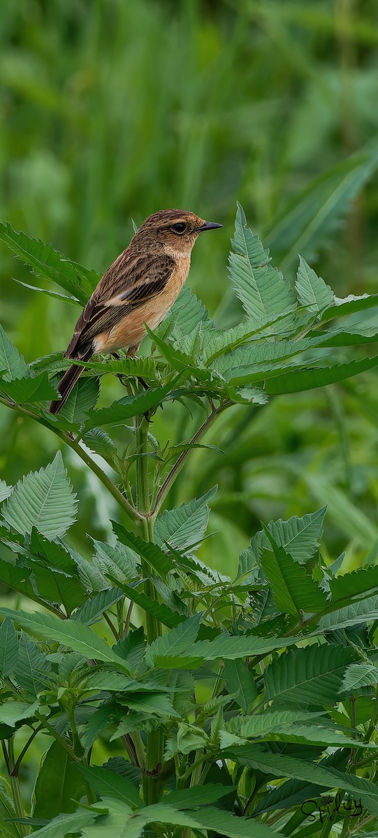 Amur Stonechat - Xingyu Li