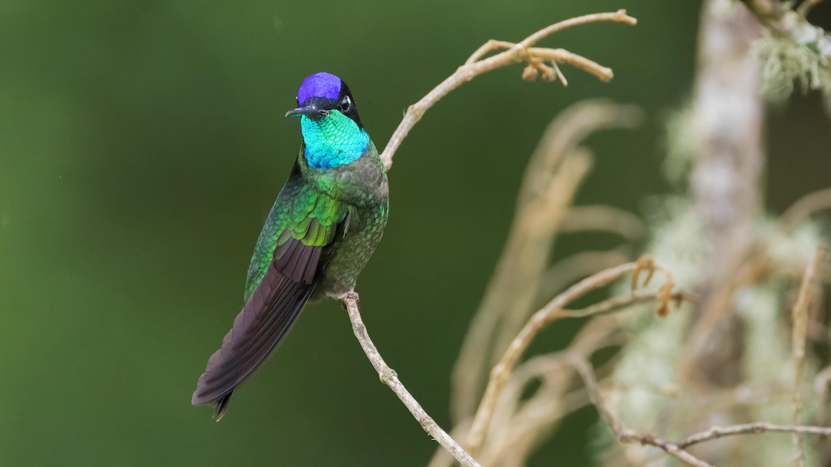 Talamanca Hummingbird - John Andersen