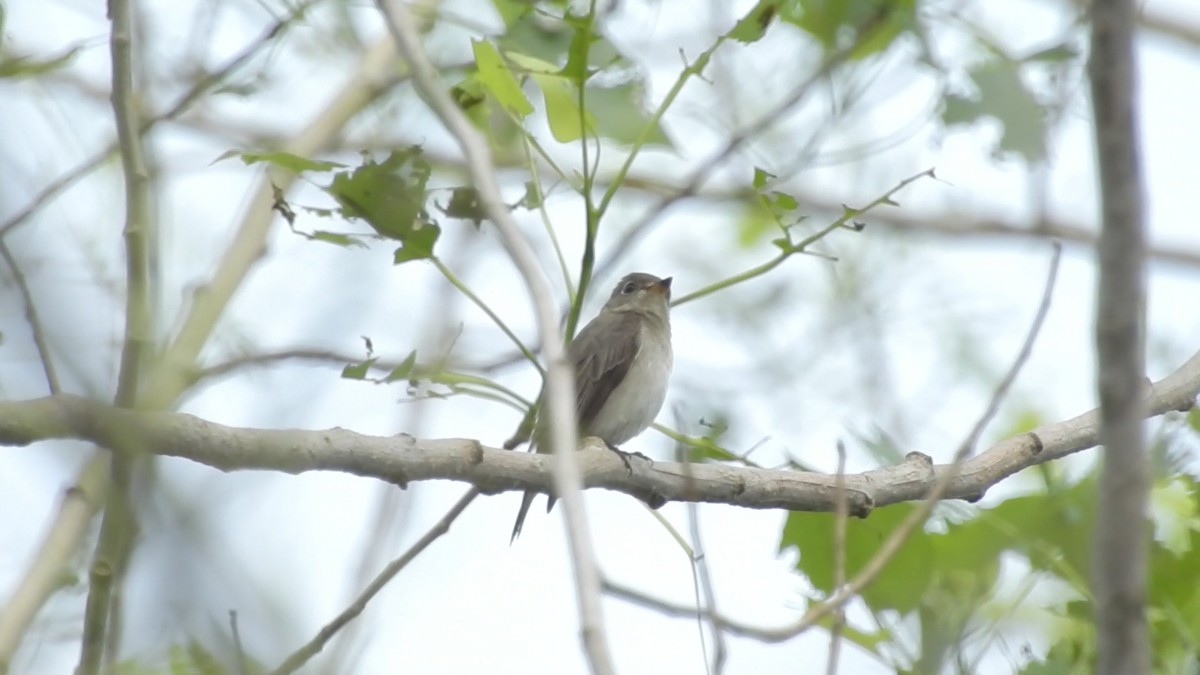 Asian Brown Flycatcher - Xingyu Li