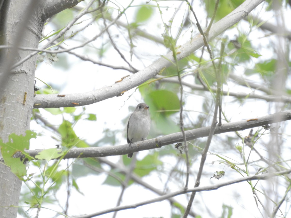 Asian Brown Flycatcher - Xingyu Li