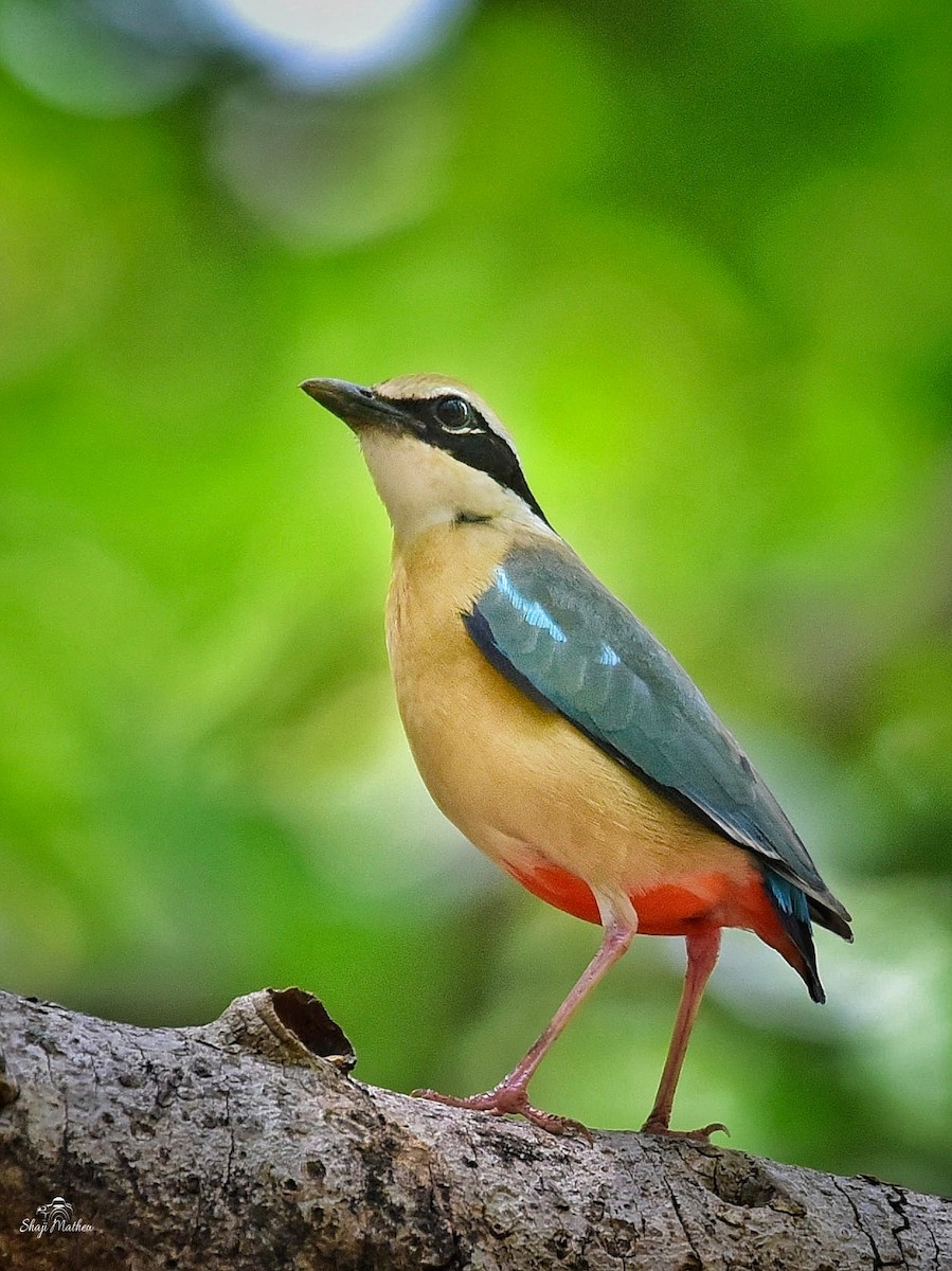 Indian Pitta - Shaji Mathew