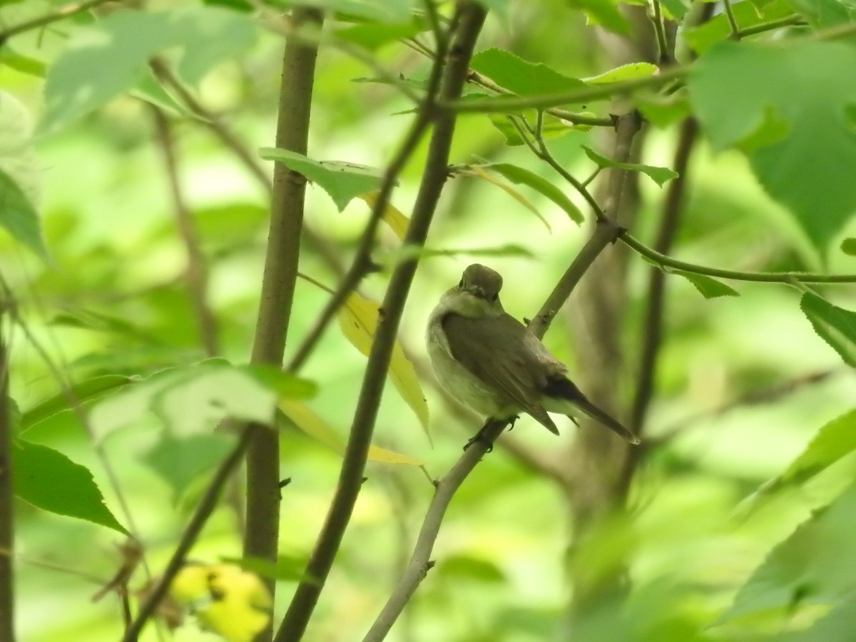 Taiga Flycatcher - Xingyu Li