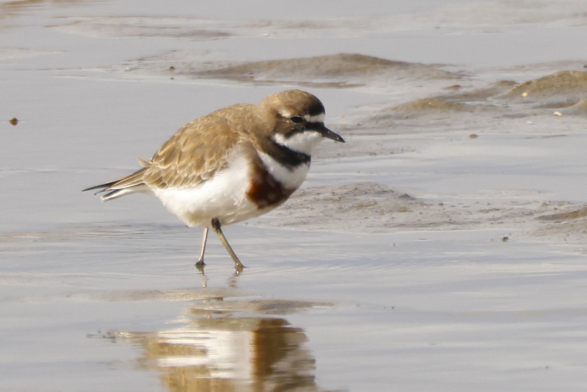 Double-banded Plover - John Mills