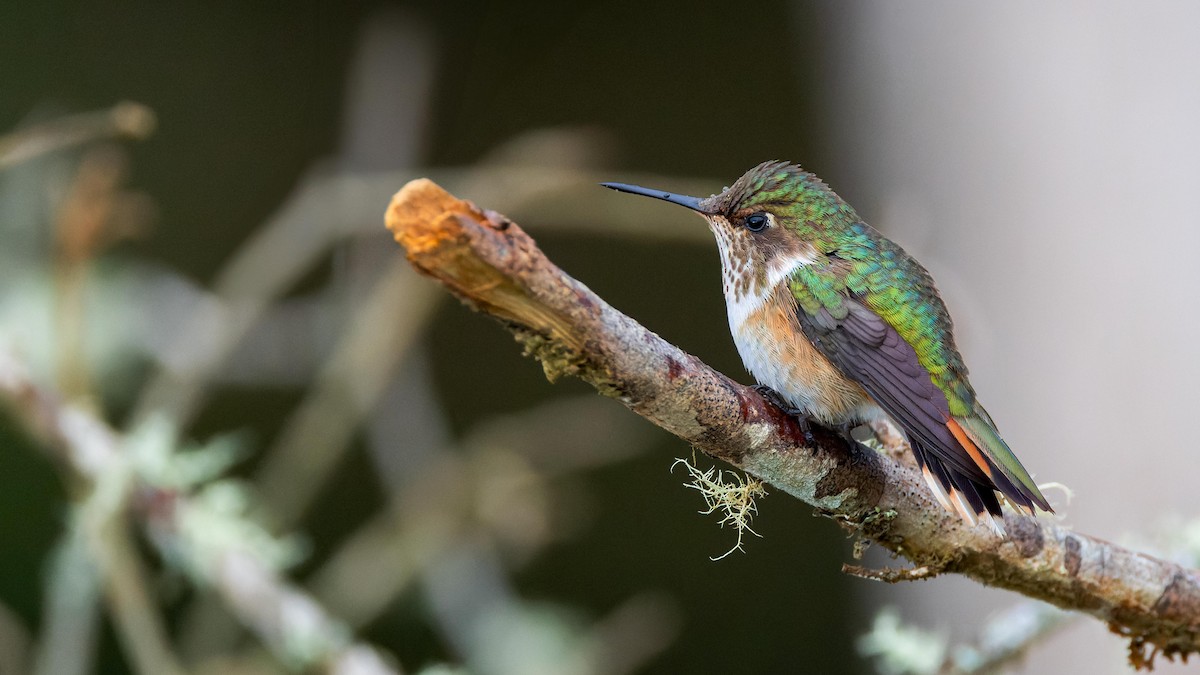 Volcano Hummingbird - John Andersen