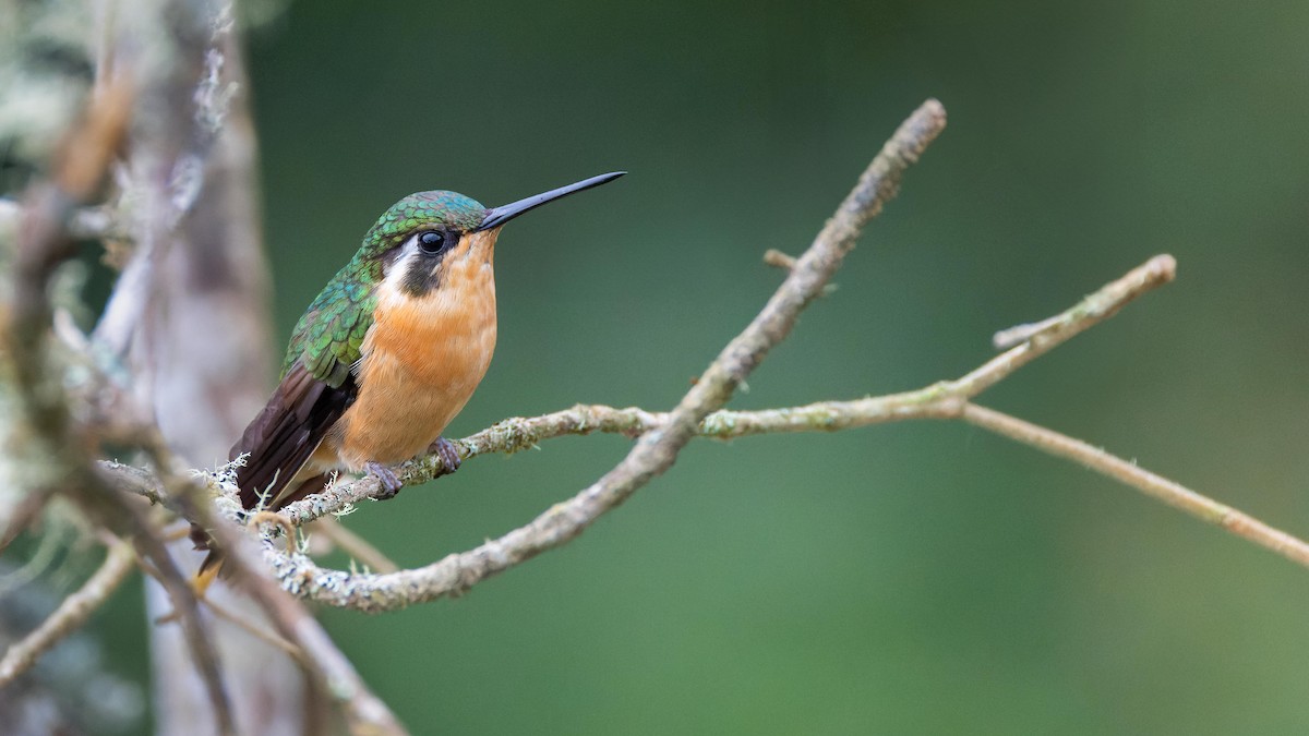 White-throated Mountain-gem - John Andersen