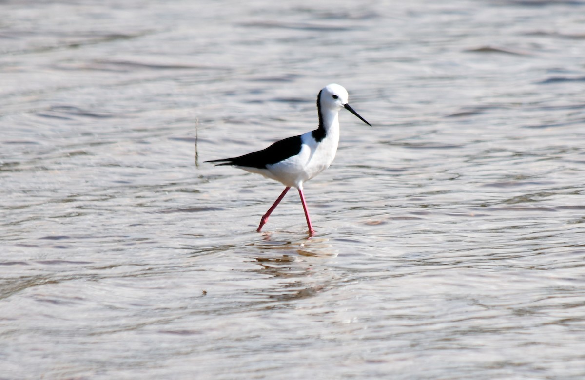 Pied Stilt - ML619609940