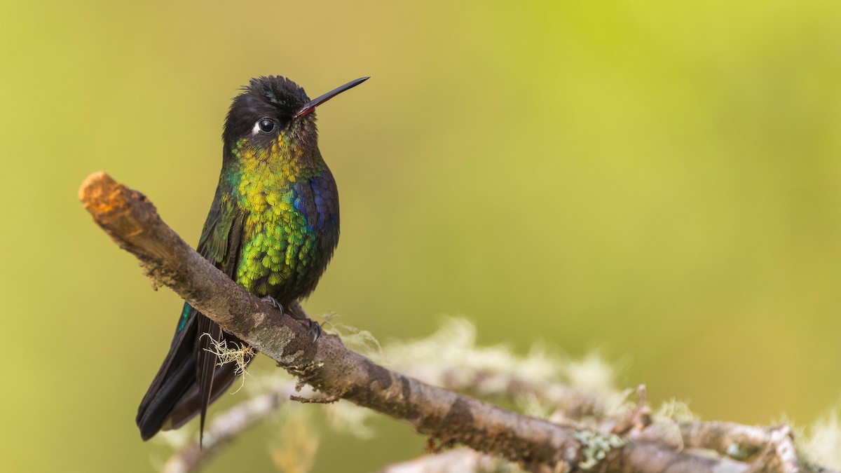 Fiery-throated Hummingbird - John Andersen