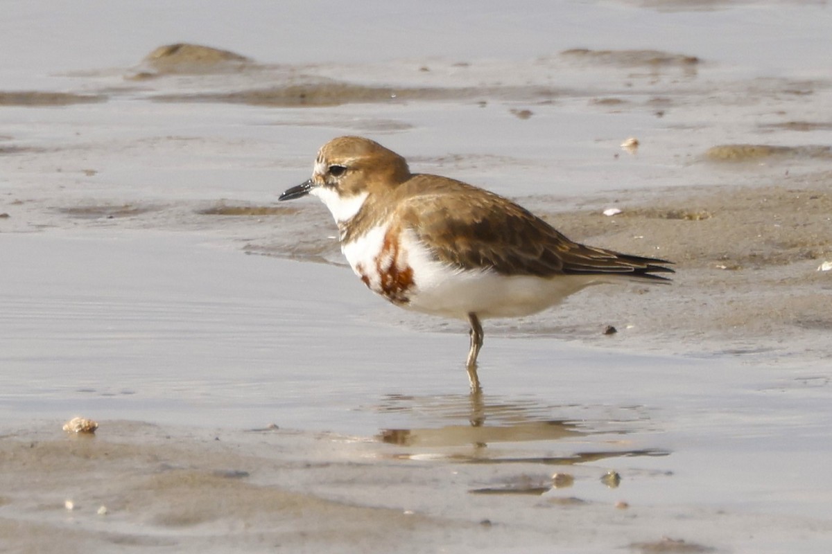 Double-banded Plover - John Mills