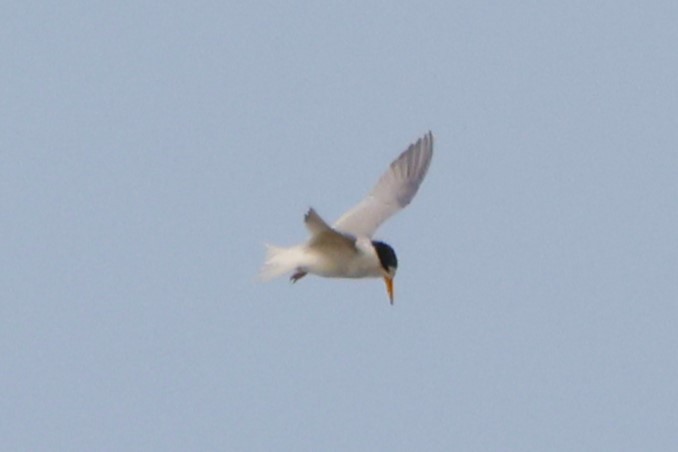 Australian Fairy Tern - John Mills